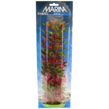 Marina Red Ludwigia Plant